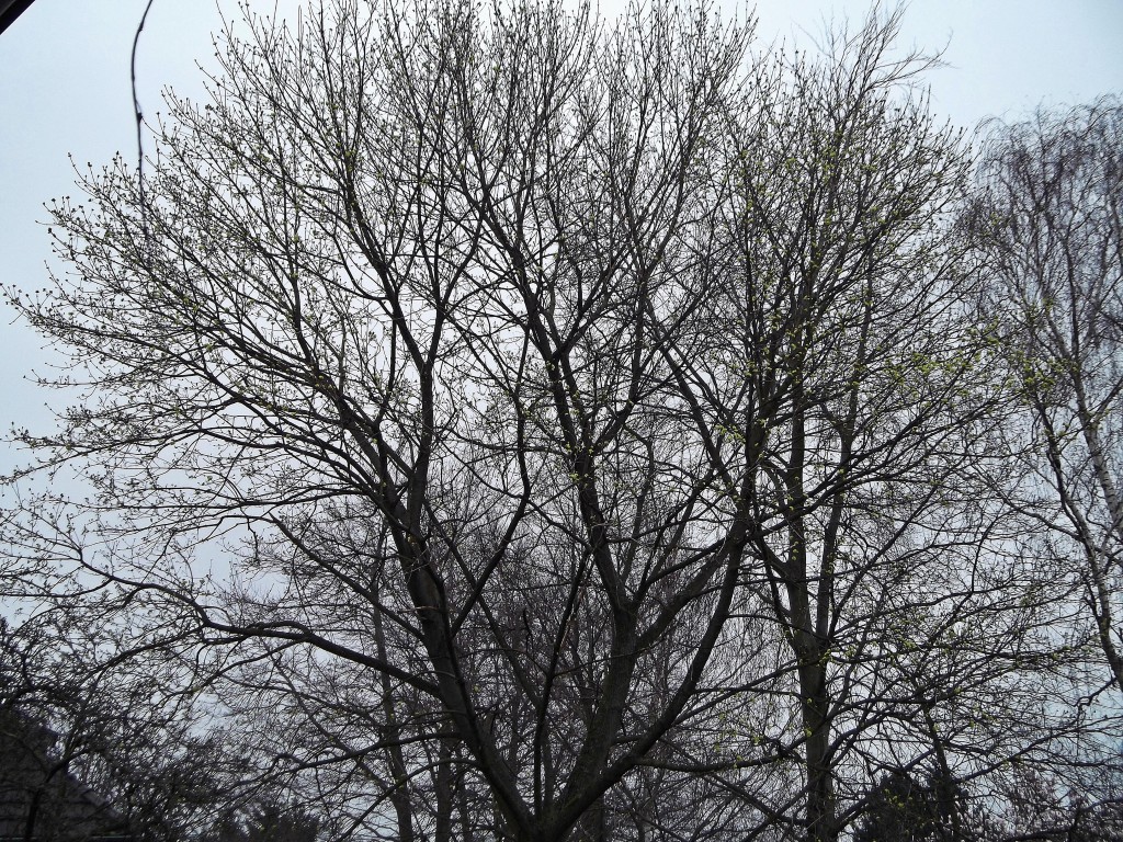 16.03.2014 Die ersten Blütenknospen springen auf. Bei genauem Hinsehen ist schon ein leichter Grünschimmer zu sehen.