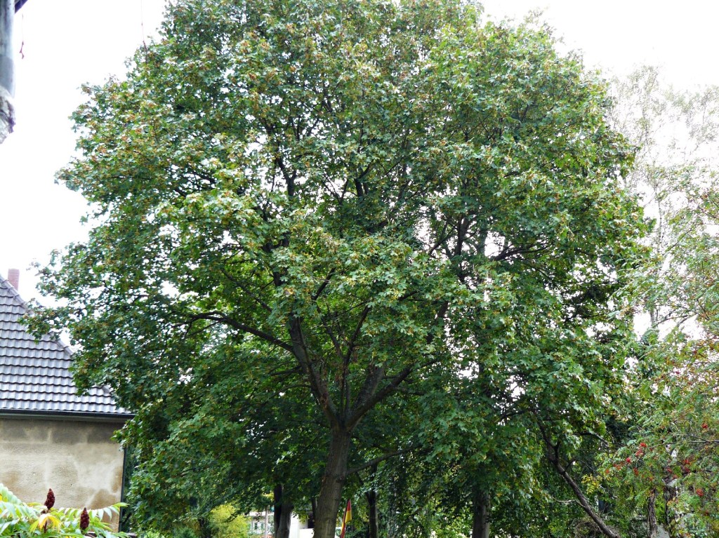 19.09.2014 Der erste kleine Gelbstich erscheint an den äußeren Blättern und weist in Richtung Herbstfärbung.