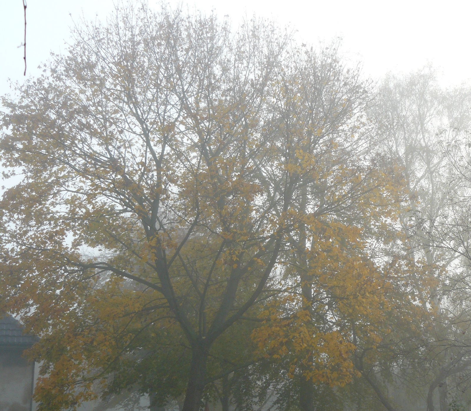 13.11.2014 Nebelverhangen