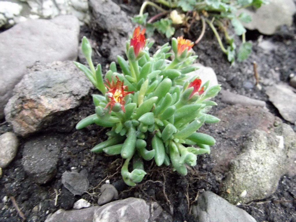 Mittagsblume  Delosperma 'Jewel of Desert'