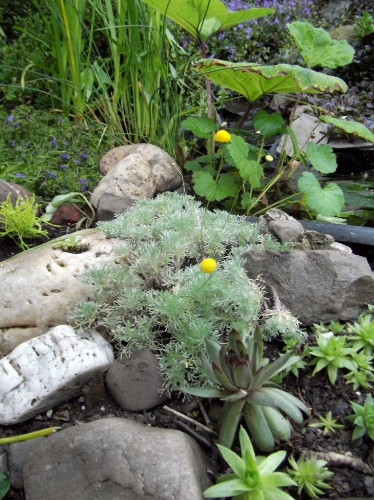 Bestand: Silber-Fiederpolster (Cotula hispida) und einige Hauswurze