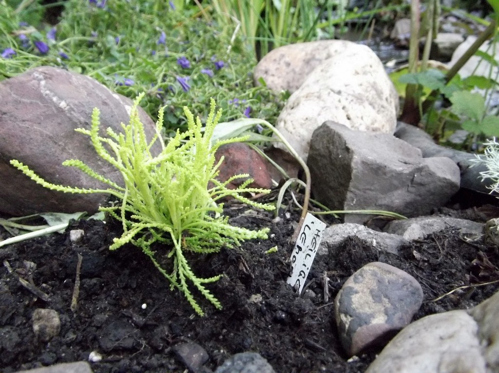 Heiligenkraut Santolina rosmarinifolia 'Lemon Fizz'