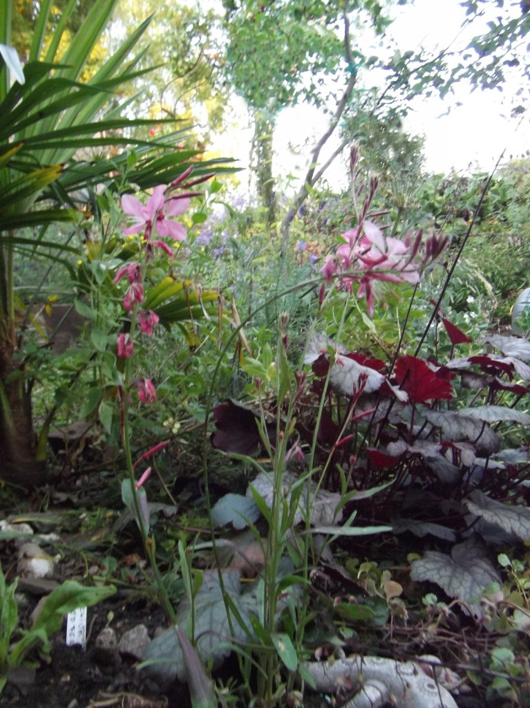 Präriekerze Gaura lindheimeri