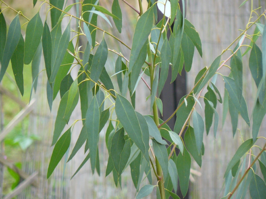 Eucalyptus gunnii  Adulte Blätter