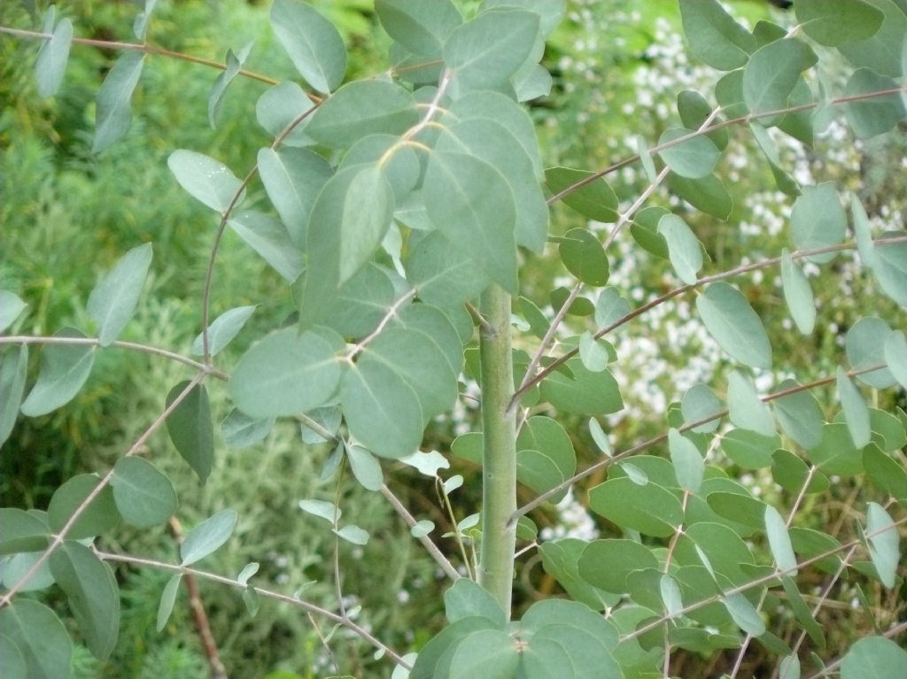 Eucalyptus gunnii Juvenile Blätter