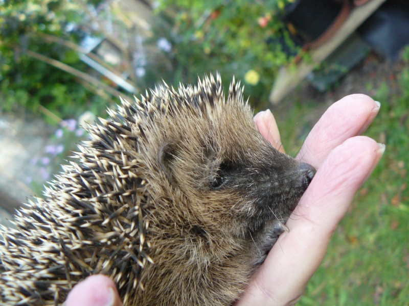 Igelbabies im Garten