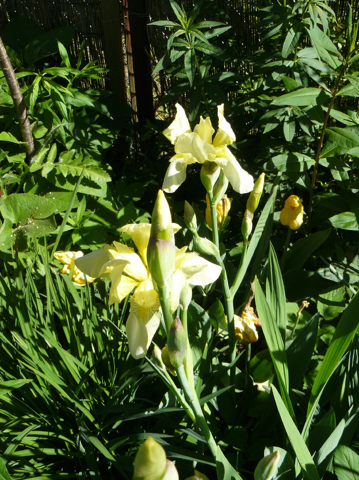 Bauerngarten-Iris  Iris flavescens
