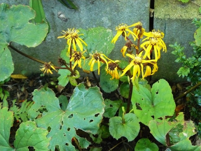 P1110515 Ligularia dentata_1600x1600_1000KB