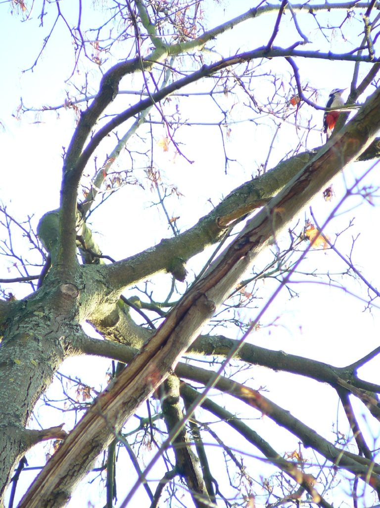 Die Katze auf dem heißen Blechdach und Spatzen-Peepshow III