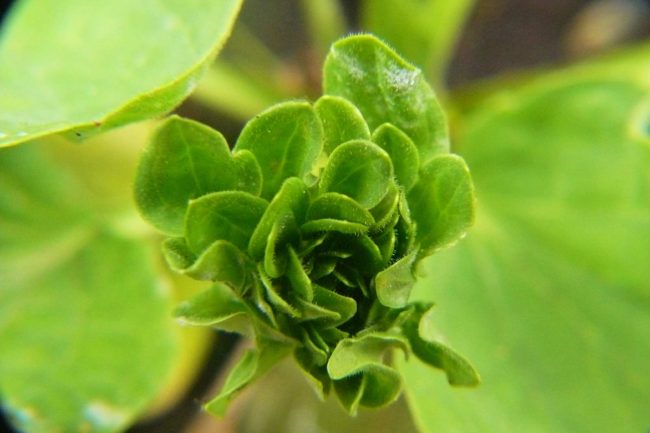 Rosenwegerich Plantago major 'Rosularis' Blüte