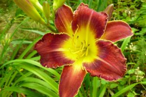 Hemerocallis Royal Thornbird