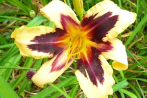 Hemerocallis Wild Horses