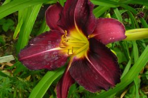 Hemerocallis TL32