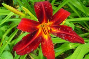 Hemerocallis Brunette