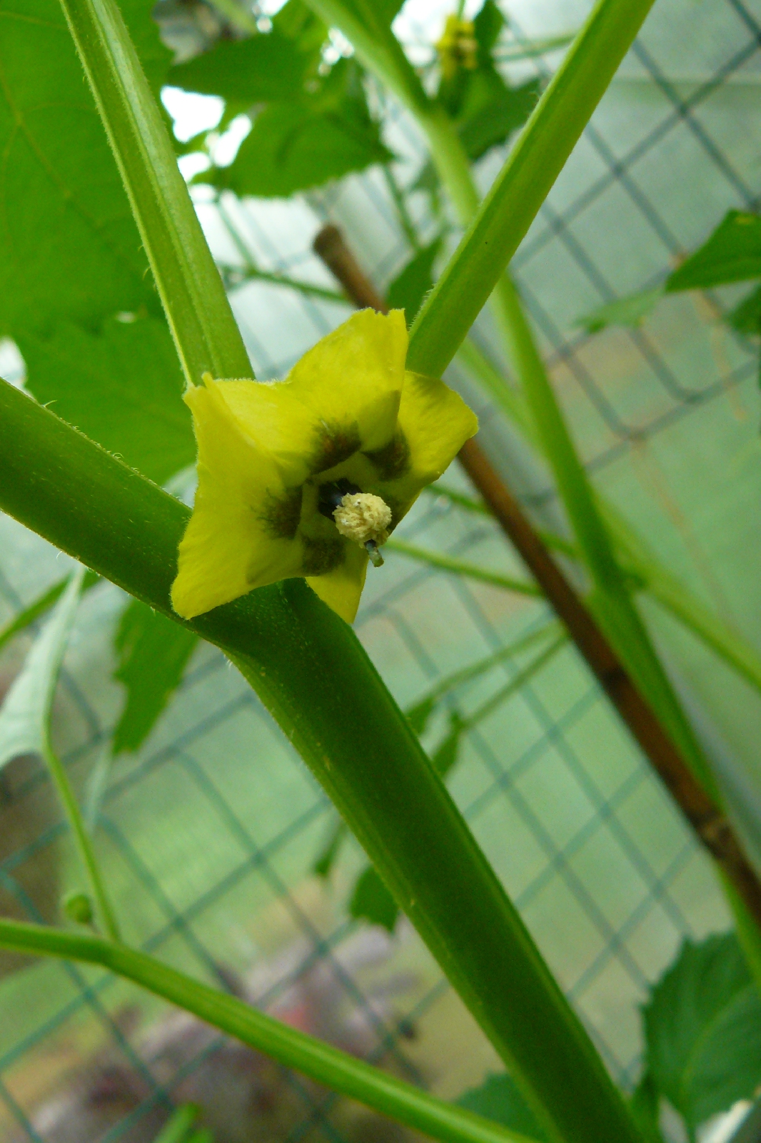 Tomatillo (Physalis philadelphica Lam., Syn.: Physalis ixocarpa Brot. ex DC., Physalis aequata J. Jacq. ex Nees)