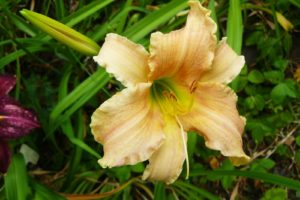 Hemerocallis Pink Damask