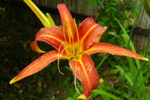 Hemerocallis Margaret Perry