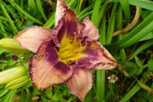 Hemerocallis Siloam New Toy_