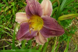 Hemerocallis Friendly Persuasions