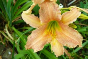 Hemerocallis Luxury Lace