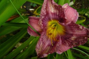 Hemerocallis Prairie Blue Eyes