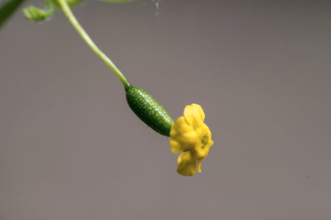 Blüte von Mexikanischer Minigurke Melothria scabra mit Früchtansatz