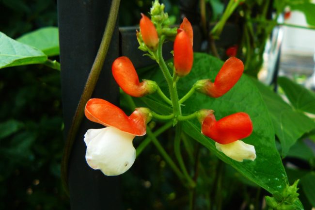 Phaseolus coccineus Feuerbohnenblüte