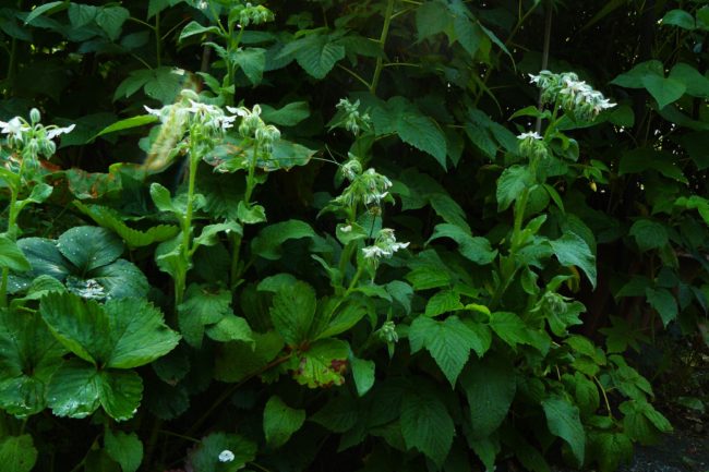 Weißer Borretsch Borago officinalis