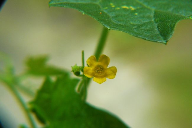 Mexikanische Minigurke - Melothria scabra Blüte