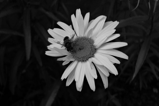 Margeritte mit Biene Schwarz/Weiß