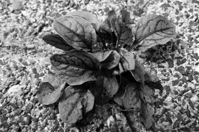Winzige Blutwegerichpflanze in Fuge Schwarz weiß