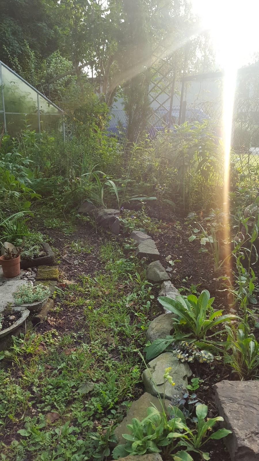 Morgens früh im Garten