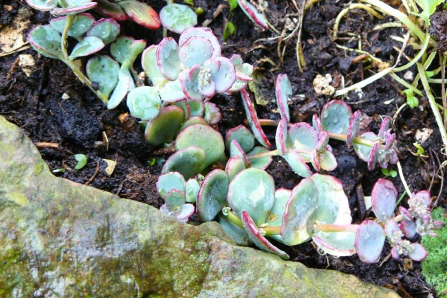 Sedum-sieboldii-Dragon