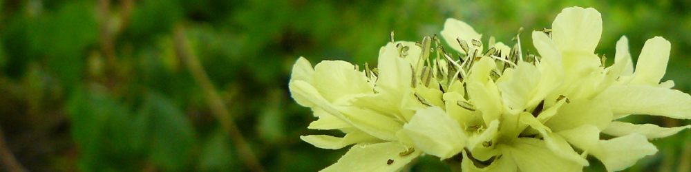 Cephalaria gigantea Großer Schuppenkopf