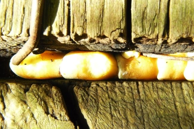 Pilze an Holz