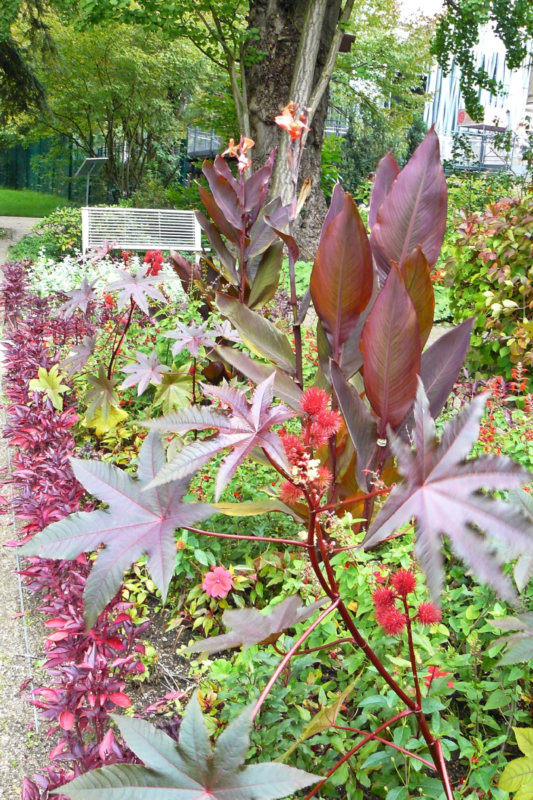 Flora Botanischer Garten Köln