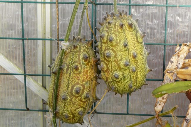 Kiwano reifen