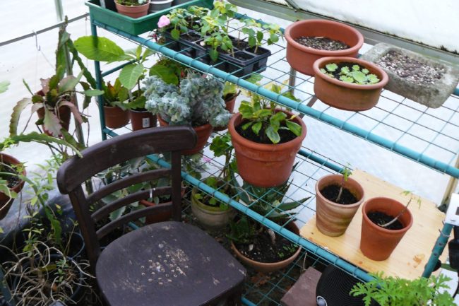Überwinternde Pflanzen im Kaltgewächshaus