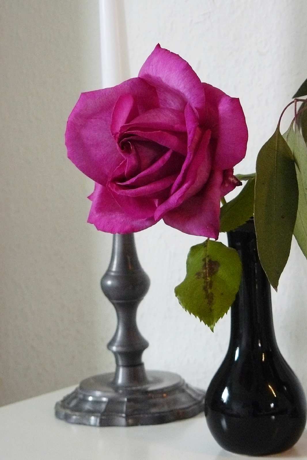 Rose 'Parole'