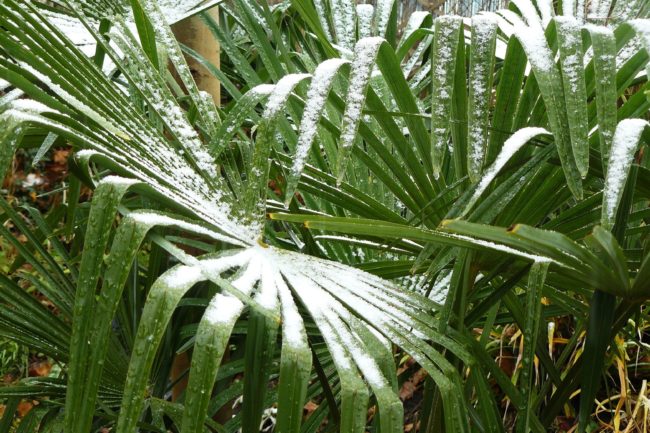 Palmen im Schnee