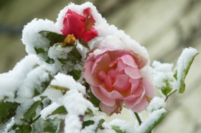 Rosen im Schnee