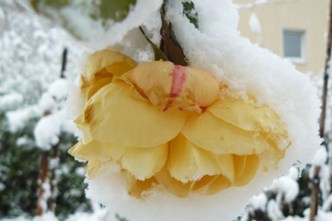 Rosen im Schnee