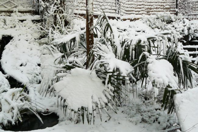 Schnee m Garten