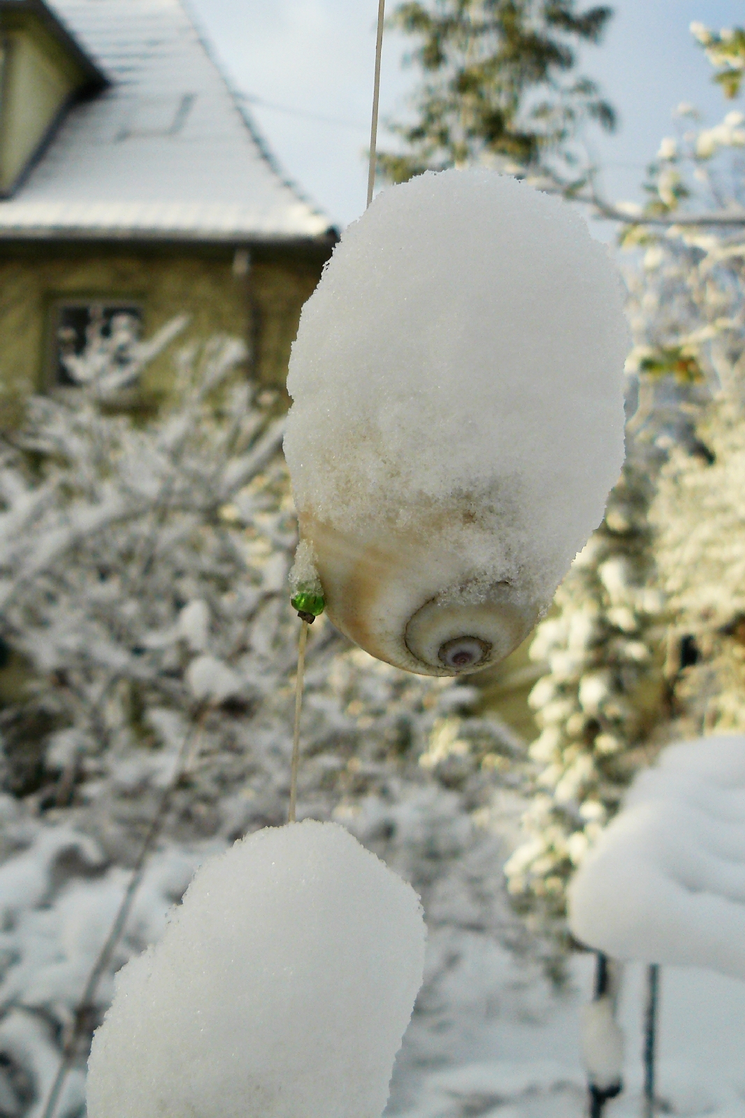 Schnee m Garten