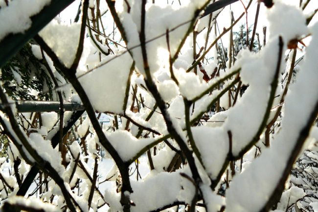 Schnee m Garten