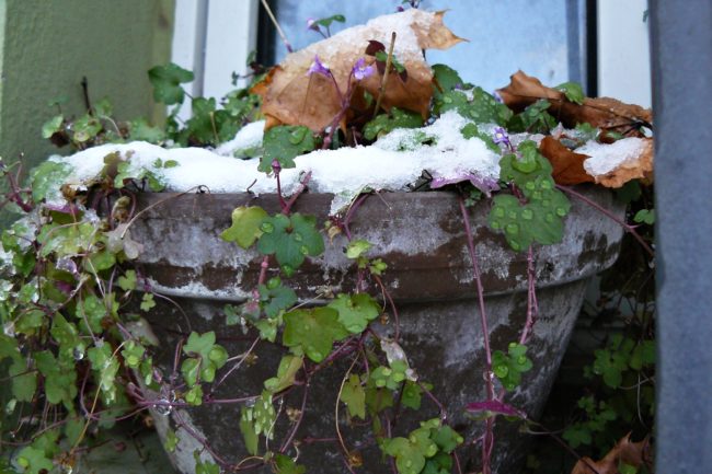 Schnee m Garten