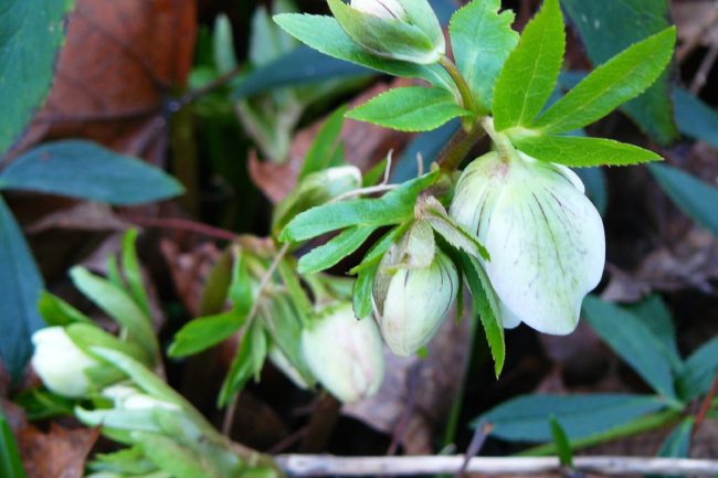 Helleborus orientalis