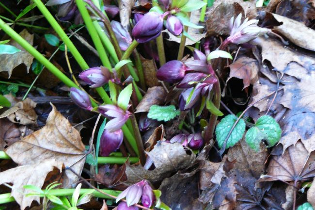 Helleborus orientalis