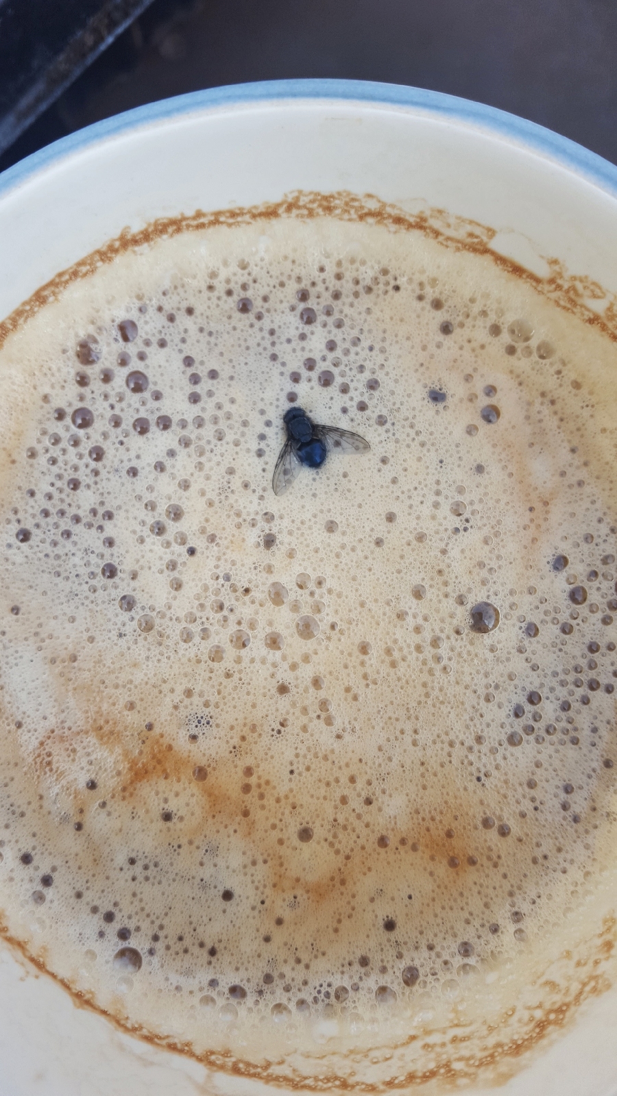 fliege im Kaffee
