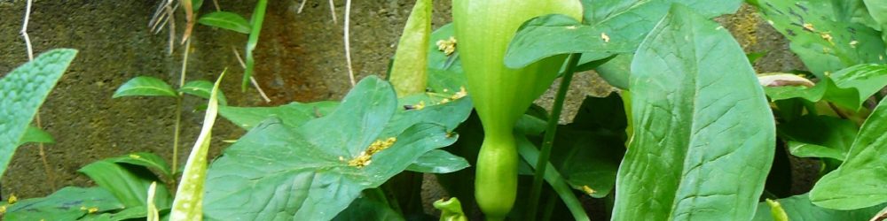 Italienische Aronstab (Arum italicum)